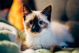 猫咪吃兰瓜,一场意外的健康冒险
